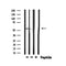 DF6659 at 1/100 staining Rat kidney tissue by IHC-P. The sample was formaldehyde fixed and a heat mediated antigen retrieval step in citrate buffer was performed. The sample was then blocked and incubated with the antibody for 1.5 hours at 22¡ãC. An HRP conjugated goat anti-rabbit antibody was used as the secondary
