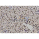 Western blot analysis of extracts from 293t, using POLR2I Antibody. The lane on the left was treated with blocking peptide.