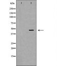 DF6682 at 1/100 staining Human pancreas tissue by IHC-P. The sample was formaldehyde fixed and a heat mediated antigen retrieval step in citrate buffer was performed. The sample was then blocked and incubated with the antibody for 1.5 hours at 22¡ãC. An HRP conjugated goat anti-rabbit antibody was used as the secondary
