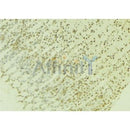 Western blot analysis of extracts from HepG2, using PPP2R4 Antibody.