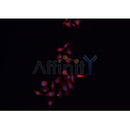 AF0129 staining MCF-7 cells by IF/ICC. The sample were fixed with PFA and permeabilized in 0.1% Triton X-100,then blocked in 10% serum for 45 minutes at 25¡ãC. The primary antibody was diluted at 1/200 and incubated with the sample for 1 hour at 37¡ãC. An  Alexa Fluor 594 conjugated goat anti-rabbit IgG (H+L) antibody(Cat.