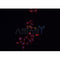 AF0129 staining MCF-7 cells by IF/ICC. The sample were fixed with PFA and permeabilized in 0.1% Triton X-100,then blocked in 10% serum for 45 minutes at 25¡ãC. The primary antibody was diluted at 1/200 and incubated with the sample for 1 hour at 37¡ãC. An  Alexa Fluor 594 conjugated goat anti-rabbit IgG (H+L) antibody(Cat.