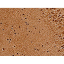 Western blot analysis of extracts from mouse brain, using TRIM21  Antibody.