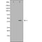 DF6725 at 1/100 staining Mouse liver tissue by IHC-P. The sample was formaldehyde fixed and a heat mediated antigen retrieval step in citrate buffer was performed. The sample was then blocked and incubated with the antibody for 1.5 hours at 22¡ãC. An HRP conjugated goat anti-rabbit antibody was used as the secondary