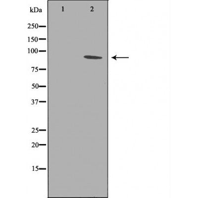 DF6729 at 1/100 staining Human pancreas tissue by IHC-P. The sample was formaldehyde fixed and a heat mediated antigen retrieval step in citrate buffer was performed. The sample was then blocked and incubated with the antibody for 1.5 hours at 22¡ãC. An HRP conjugated goat anti-rabbit antibody was used as the secondary