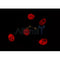 Western blot analysis of extracts from various samples, using PSMC3 Antibody.
 Lane 1: VERO, treated with blocking peptide;
 Lane 2: VERO;
 Lane 3: Hela.