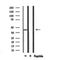 DF6741 at 1/100 staining Mouse lung tissue by IHC-P. The sample was formaldehyde fixed and a heat mediated antigen retrieval step in citrate buffer was performed. The sample was then blocked and incubated with the antibody for 1.5 hours at 22¡ãC. An HRP conjugated goat anti-rabbit antibody was used as the secondary