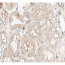 Western blot analysis of extracts from rat spleen, using PCK1 Antibody.