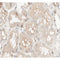 Western blot analysis of extracts from rat spleen, using PCK1 Antibody.