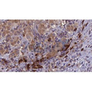 Western blot analysis of extracts from 293, using SPAM1 Antibody. Lane 1 was treated with the antigen-specific peptide.