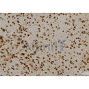 Western blot analysis of extracts from Rat  brain, using NUMBL Antibody. The lane on the left was treated with blocking peptide.