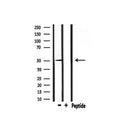 DF6864 at 1/100 staining Mouse liver tissue by IHC-P. The sample was formaldehyde fixed and a heat mediated antigen retrieval step in citrate buffer was performed. The sample was then blocked and incubated with the antibody for 1.5 hours at 22¡ãC. An HRP conjugated goat anti-rabbit antibody was used as the secondary