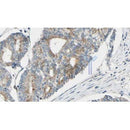 Western blot analysis of extracts from Rat  brain, using GAS2L1 Antibody. The lane on the left was treated with blocking peptide.