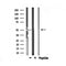 DF6889 at 1/100 staining Mouse liver tissue by IHC-P. The sample was formaldehyde fixed and a heat mediated antigen retrieval step in citrate buffer was performed. The sample was then blocked and incubated with the antibody for 1.5 hours at 22¡ãC. An HRP conjugated goat anti-rabbit antibody was used as the secondary