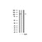 Western blot analysis on mouse liver  tissue  lysate using E-cadherin Antibody
