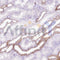 IHC analysis.