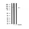 Western blot analysis of extracts from mouse brain, using E-cadherin Antibody.