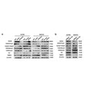 DF6944 staining HepG2 by IF/ICC. The sample were fixed with PFA and permeabilized in 0.1% Triton X-100,then blocked in 10% serum for 45 minutes at 25¡ãC. The primary antibody was diluted at 1/200 and incubated with the sample for 1 hour at 37¡ãC. An  Alexa Fluor 594 conjugated goat anti-rabbit IgG (H+L) Ab, diluted at 1/600, was used as the secondary antibod