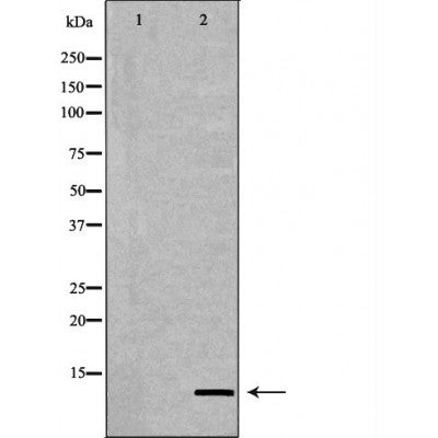 Western blot analysis of Hela whole cell lysates, using Histone H4K20me1 Antibody. The lane on the left is treated with the antigen-specific peptide.