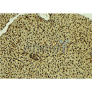 Western blot analysis of extracts from MCF7, using ILF3 Antibody. The lane on the left was treated with blocking peptide.