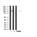 DF6969 at 1/100 staining Mouse testis tissue by IHC-P. The sample was formaldehyde fixed and a heat mediated antigen retrieval step in citrate buffer was performed. The sample was then blocked and incubated with the antibody for 1.5 hours at 22¡ãC. An HRP conjugated goat anti-rabbit antibody was used as the secondary