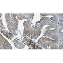 Western blot analysis of extracts from 3T3, using SERPINH1 Antibody. The lane on the left was treated with blocking peptide.