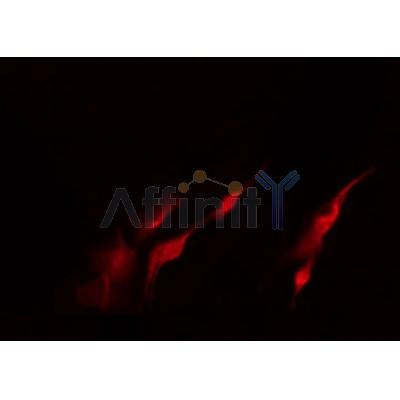 AF0132 staining K562 by IF/ICC. The sample were fixed with PFA and permeabilized in 0.1% Triton X-100,then blocked in 10% serum for 45 minutes at 25¡ãC. The primary antibody was diluted at 1/200 and incubated with the sample for 1 hour at 37¡ãC. An  Alexa Fluor 594 conjugated goat anti-rabbit IgG (H+L) Ab, diluted at 1/600, was used as the secondary antibod