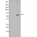 DF7025 at 1/100 staining rat brain tissue by IHC-P. The sample was formaldehyde fixed and a heat mediated antigen retrieval step in citrate buffer was performed. The sample was then blocked and incubated with the antibody for 1.5 hours at 22¡ãC. An HRP conjugated goat anti-rabbit antibody was used as the secondary