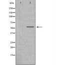 DF7033 staining Hela cells by IF/ICC. The sample were fixed with PFA and permeabilized in 0.1% Triton X-100,then blocked in 10% serum for 45 minutes at 25¡ãC. The primary antibody was diluted at 1/200 and incubated with the sample for 1 hour at 37¡ãC. An  Alexa Fluor 594 conjugated goat anti-rabbit IgG (H+L) antibody(Cat.