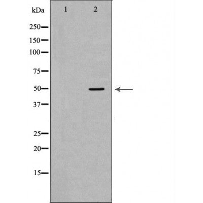 DF7049 staining  Hela cells by IF/ICC. The sample were fixed with PFA and permeabilized in 0.1% Triton X-100,then blocked in 10% serum for 45 minutes at 25¡ãC. The primary antibody was diluted at 1/200 and incubated with the sample for 1 hour at 37¡ãC. An  Alexa Fluor 594 conjugated goat anti-rabbit IgG (H+L) antibody(Cat.