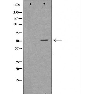 DF7052 staining 293 by IF/ICC. The sample were fixed with PFA and permeabilized in 0.1% Triton X-100,then blocked in 10% serum for 45 minutes at 25¡ãC. The primary antibody was diluted at 1/200 and incubated with the sample for 1 hour at 37¡ãC. An  Alexa Fluor 594 conjugated goat anti-rabbit IgG (H+L) Ab, diluted at 1/600, was used as the secondary antibod