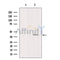 Western blot analysis of extracts from mouse brain, using DLK1 Antibody. Lane 1 was treated with the blocking peptide.