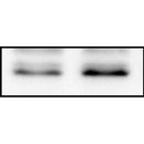 DF7075 at 1/100 staining Mouse muscle tissue by IHC-P. The sample was formaldehyde fixed and a heat mediated antigen retrieval step in citrate buffer was performed. The sample was then blocked and incubated with the antibody for 1.5 hours at 22¡ãC. An HRP conjugated goat anti-rabbit antibody was used as the secondary