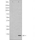 Western blot analysis of extracts of Mouse fetal brain, using PVALB antibody. The lane on the left is treated with the antigen-specific peptide.