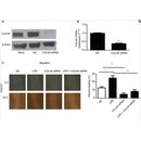 DF7092 at 1/100 staining Rat brain tissue by IHC-P. The sample was formaldehyde fixed and a heat mediated antigen retrieval step in citrate buffer was performed. The sample was then blocked and incubated with the antibody for 1.5 hours at 22¡ãC. An HRP conjugated goat anti-rabbit antibody was used as the secondary