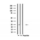 Western blot analysis of extracts from 293, using Claudin 10 Antibody.