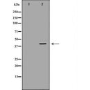 Western blot analysis of extracts of mouse fetal lungtissue lysate, using DUSP1 antibody. The lane on the left is treated with the antigen-specific peptide.