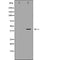 Western blot analysis of extracts of mouse fetal lungtissue lysate, using DUSP1 antibody. The lane on the left is treated with the antigen-specific peptide.