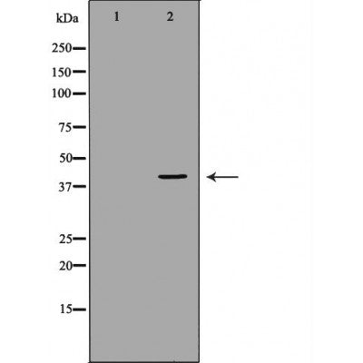 Western blot analysis of extracts of mouse fetal lungtissue lysate, using DUSP1 antibody. The lane on the left is treated with the antigen-specific peptide.