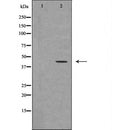 Western blot analysis of extracts of Mouse fetalmuscle tissue lysate, using UTS2R antibody. The lane on the left is treated with the antigen-specific peptide.