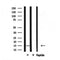 DF7133 staining HepG2 by IF/ICC. The sample were fixed with PFA and permeabilized in 0.1% Triton X-100,then blocked in 10% serum for 45 minutes at 25¡ãC. The primary antibody was diluted at 1/200 and incubated with the sample for 1 hour at 37¡ãC. An  Alexa Fluor 594 conjugated goat anti-rabbit IgG (H+L) Ab, diluted at 1/600, was used as the secondary antibod