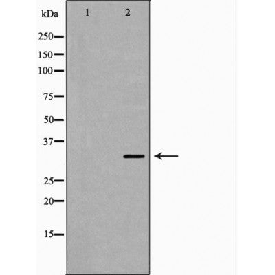 DF7142 staining HeLa by IF/ICC. The sample were fixed with PFA and permeabilized in 0.1% Triton X-100,then blocked in 10% serum for 45 minutes at 25¡ãC. The primary antibody was diluted at 1/200 and incubated with the sample for 1 hour at 37¡ãC. An  Alexa Fluor 594 conjugated goat anti-rabbit IgG (H+L) Ab, diluted at 1/600, was used as the secondary antibod
