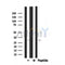 DF7170 at 1/100 staining Rat lung tissue by IHC-P. The sample was formaldehyde fixed and a heat mediated antigen retrieval step in citrate buffer was performed. The sample was then blocked and incubated with the antibody for 1.5 hours at 22¡ãC. An HRP conjugated goat anti-rabbit antibody was used as the secondary