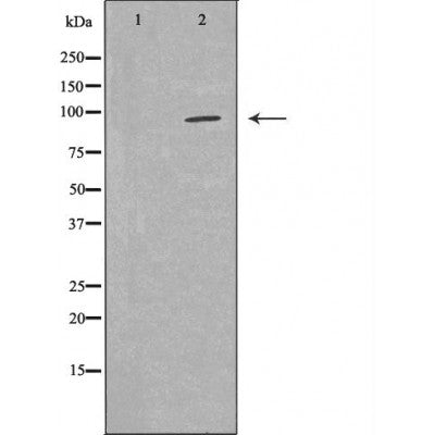 Western blot analysis of Hela cell lysate, using MYSM1 Antibody. The lane on the left is treated with the antigen-specific peptide.