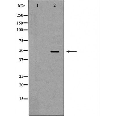 DF7195 staining HepG2 cells by IF/ICC. The sample were fixed with PFA and permeabilized in 0.1% Triton X-100,then blocked in 10% serum for 45 minutes at 25¡ãC. The primary antibody was diluted at 1/200 and incubated with the sample for 1 hour at 37¡ãC. An  Alexa Fluor 594 conjugated goat anti-rabbit IgG (H+L) antibody(Cat.