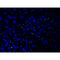 AF0135 at 1/200 staining human liver tissue cells by ICC/IF. Cells were formaldehyde fixed, permeabilized by Triton X-100 and blocked 5% BSA for 30 minutes at room temperature. The sample was incubated with the primary antibody (1/200 in BSA) for 1 hour. An Alexa Fluor 488?-conjugated Goat anti-rabbit antibody was used as the secondary.