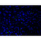 AF0135 at 1/200 staining human liver tissue cells by ICC/IF. Cells were formaldehyde fixed, permeabilized by Triton X-100 and blocked 5% BSA for 30 minutes at room temperature. The sample was incubated with the primary antibody (1/200 in BSA) for 1 hour. An Alexa Fluor 488?-conjugated Goat anti-rabbit antibody was used as the secondary.