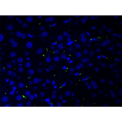 AF0135 at 1/200 staining human liver tissue cells by ICC/IF. Cells were formaldehyde fixed, permeabilized by Triton X-100 and blocked 5% BSA for 30 minutes at room temperature. The sample was incubated with the primary antibody (1/200 in BSA) for 1 hour. An Alexa Fluor 488?-conjugated Goat anti-rabbit antibody was used as the secondary.
