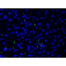 AF0135 at 1/200 staining human liver tissue cells by ICC/IF. Cells were formaldehyde fixed, permeabilized by Triton X-100 and blocked 5% BSA for 30 minutes at room temperature. The sample was incubated with the primary antibody (1/200 in BSA) for 1 hour. An Alexa Fluor 488?-conjugated Goat anti-rabbit antibody was used as the secondary.