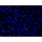 AF0135 at 1/200 staining human liver tissue cells by ICC/IF. Cells were formaldehyde fixed, permeabilized by Triton X-100 and blocked 5% BSA for 30 minutes at room temperature. The sample was incubated with the primary antibody (1/200 in BSA) for 1 hour. An Alexa Fluor 488?-conjugated Goat anti-rabbit antibody was used as the secondary.